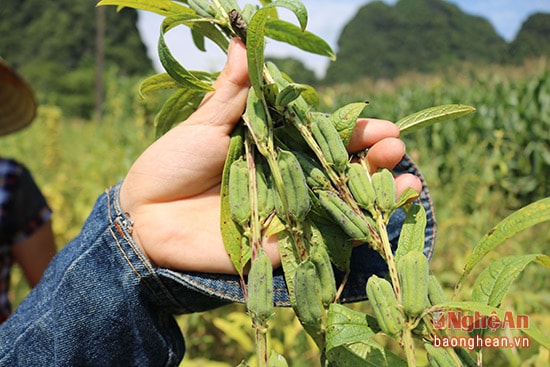 Sản xuất vừng đen trên đất lúa ở Anh Sơn