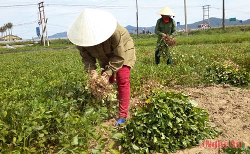 Lạc trên đất cao cưỡng ở Nghi Lộc