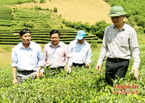 Đồng chí Hoàng Đình Mỹ (thứ 2 từ trái sang) đang kiểm tra vùng nguyên liệu chè xã Hùng Sơn cùng lãnh đạo huyện