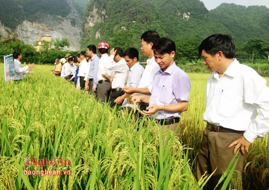 Đồng chí Bùi Công Điệp tham quan mô hình lúa Japonika trồng thử nghiệm tại thôn 3 xã Hội Sơn 
