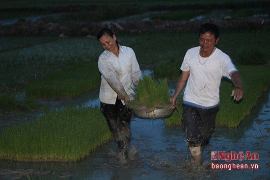 Đưa mạ ra đồng chuẩn bị cấy