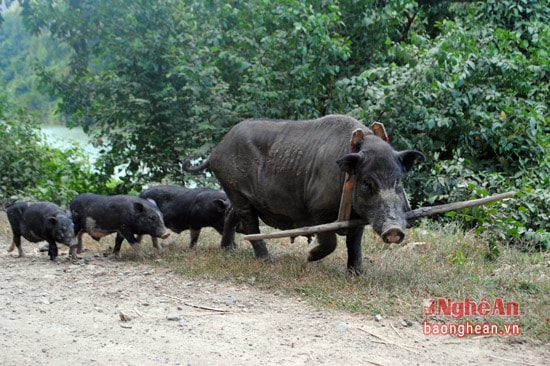 Đến ngày mùa, con lợn nào phá quá sẽ được chủ nhà đeo gông vào cổ.