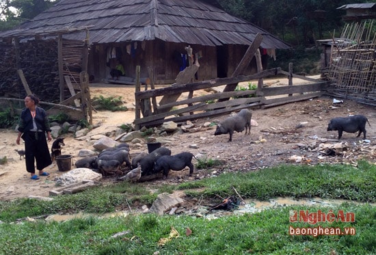 Đàn lợn thả rông thường đi ăn xa, có nhiều chủ nhà dùng phương pháp gõ kẻng, có người gọi, có người thì chọn thời gian nhất định để cho lợn ăn. Thức ăn chính của lợn thả rông thường do chúng tự kiếm, còn thức ăn do gia đình cung cấp cũng chỉ là thức ăn bổ sung. Hình thức chăn nuôi này tuy hiệu quả không cao bằng các hình thức khác, tuy nhiên nó lại mang đến cho thị trường một lượng thực phẩm sạch và an toàn.