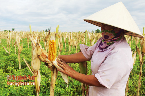 Bà con xã Quỳnh Nghĩa (Quỳnh Lưu) thu hoạch ngô vụ xuân.