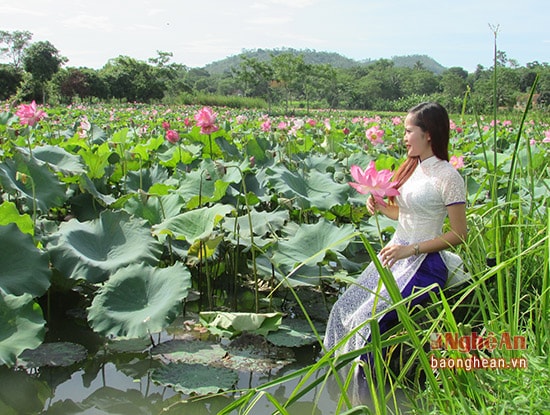 Trước vẻ đẹp của ao sen, nhiều người tìm đến ngắm hoa, chụp ảnh.