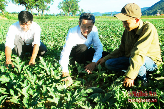Cán bộ xã Nam Tân kiểm tra mô hình trồng dưa hấu.