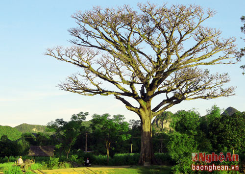 Cây xoài cổ thụ đứng ở đầu xóm Bàu Khe (Giai Xuân), người dân nơi đây cho biết cây có từ rất lâu đời, ước tính khoảng 500 năm tuổi.