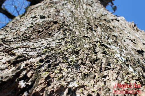 Trải qua hàng trăm năm, thân cây trở nên sần sùi và in đậm dấu ấn thời gian.
