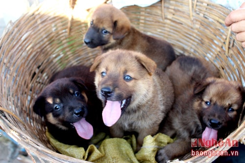 Chó ở chợ Dùng chủ yếu là giống chó thường, chó lai với đủ các màu sắc: trắng, đen, vàng, khoang, vện…, ít có chó cảnh như ở phố.