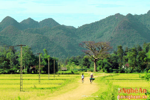 Cây xoài sừng sững đầu làng, đã chứng kiến bao đổi thay, thăng trầm của làng xóm và quê hương, là nỗi nhớ của những người con xa quê...