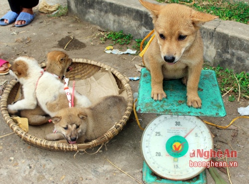 Chó con cũng được một số người mua đưa lên bàn cân xem nặng, nhẹ để chọn hàng.