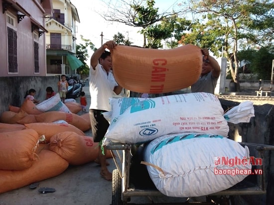 Anh Trần Văn Hạnh cho biết: Mỗi mùa chạy “xáo lạc” anh cũng thu được 50 triệu đồng