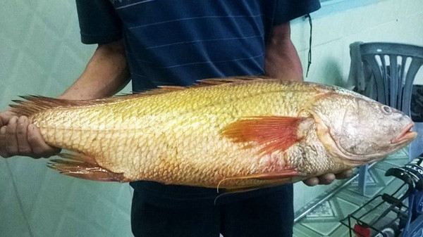 Cá sủ vàng có lớp vảy vàng lấp lánh, đây cũng chính là xuất phát của tên gọi cá Sủ vàng