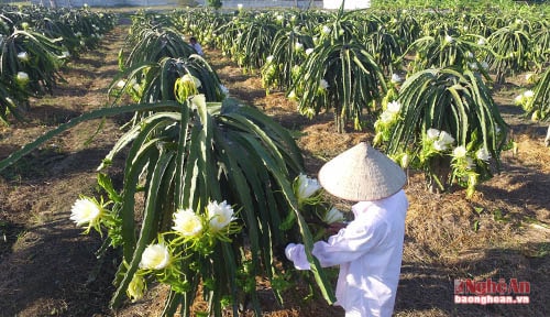Phát triển nông nghiệp công nghệ cao gắn với chế biến