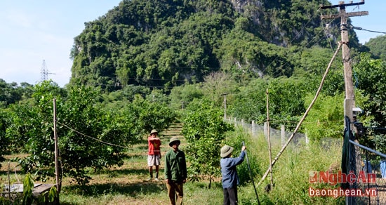 Hệ thống lưới điện tại các vườn cam trên 1km tại thôn Tháng 08 được các hộ bà con chủ động đầu tư hàng chục triệu đồng