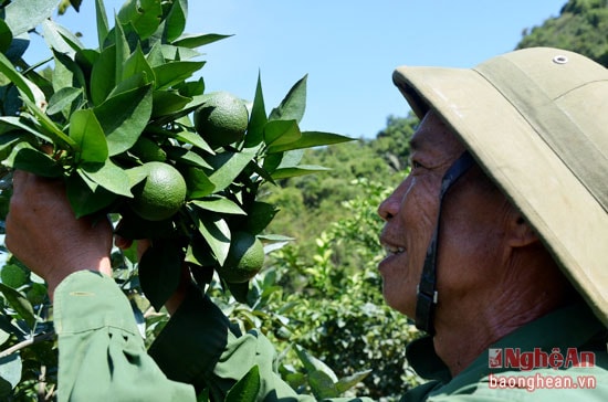 Ông  Phan Văn Thuật-Trưởng thôn tháng 08, phấn khởi:cả thôn trồng 10 ha cam chu yếu giống Xã Đoài,V2, Vân Du, trong đó có 5 ha  đã đi vào kinh doanh, 5 ha đang giai đoạn kiến thiết cơ bản. Đây là những giống cam phù hợp với chất đất và tập quán canh tác của bà con nơi đây