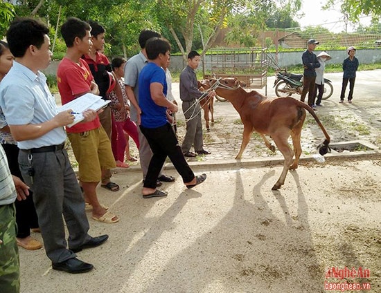 Các hộ nghèo ở 6 xã đặc biệt khó khăn trên địa bàn huyện Tân Kỳ được cấp bò lai