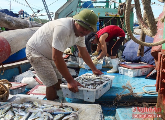 Trên bến dưới thuyền mọi người đều hân hoan trong niềm vui đánh bắt thắng lợi. Các thủy thủ vừa về bến lại tất bật vận chuyển cá lên bờ bán cho cánh thương lái. 