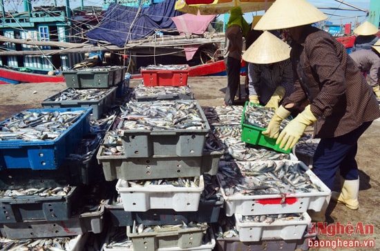 Hàng ngàn khay cá nục được vận chuyển lên bờ mỗi ngày.