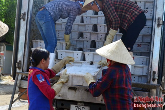 Thương lái vận chuyển cá về kho đông lạnh.