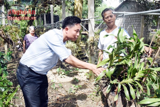 Hàng ngày, thường có khách trong vùng đến chọn mua những giò phong lan ưng ý. Nhưng phần lớn là vận chuyển xuống TP.Vinh cho con gái bán, mỗi tháng lão cung ứng cho người chơi hoa hàng trăm giò phong lan các loại. Mỗi giò ít nhất 400 nghìn đồng, có những giò tiền triệu.