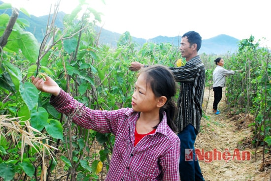 Hoa thiên lý được trồng từ tháng 7 âm lịch năm trước đến tháng 4 âm lịch năm sau. Đây là thời điểm đầu vụ thu hoạch nên hầu như các gia đình đều huy động toàn bộ  