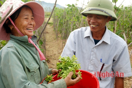 Bà Nguyễn Thị Lan (xóm 9) cho biết: gia đình bà trồng 1 sào hoa thiên lý, năm nay nắng hạn nên cũng chết nhiều. Tuy nhiên mới đầu mùa nên giá có cao hơn. Tính ra 1 sào của bà cho thu nhập 17 triệu đồng.