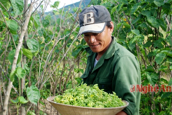 Cùng với các loại hoa màu khác, 3 năm nay, Nam Anh đã đưa hoa thiên lý vào trồng đại trà trên diện tích 60 ha (toàn xã).