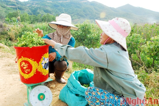 Sau khi thu hoạch xong, hoa thiên lý được thu mua ngay tại ruộng với giá 30 nghìn đồng/kg.