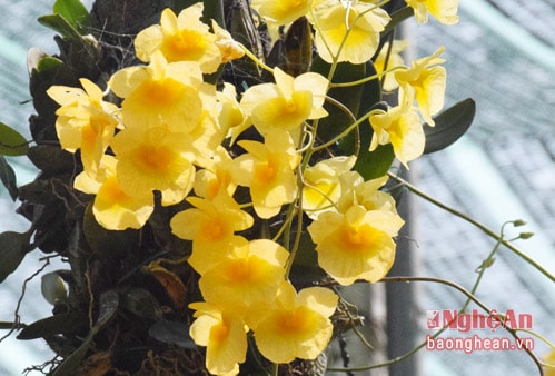 Hoa phong lan vảy rồng khoe sắc
