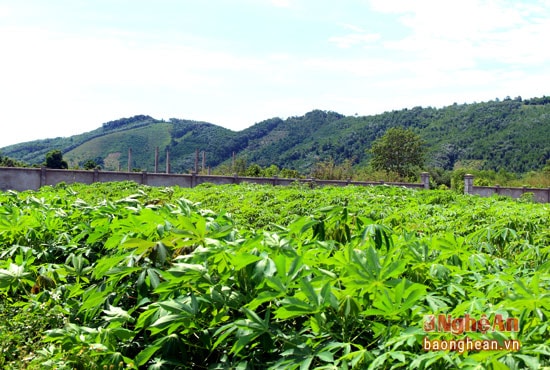 Phía ngoài là bãi sắn của người dân bao quanh nên nhìn vào chợ giống như 1 bãi hoang.