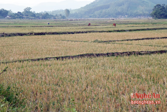 Khoảng 200 ha của xã tiến Thành phải bỏ đất hoang trong vụ hè thu này, chờ sản xuất cây màu vụ thu đông.