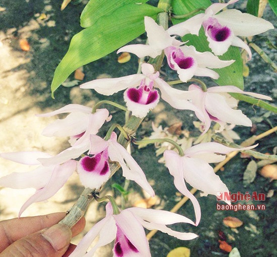 Hoa phi điệp