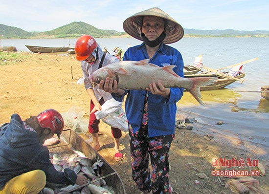 Cá mè tự nhiên ở Sông Sào