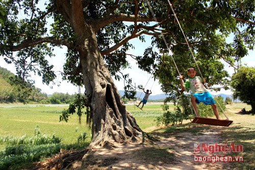 Những cây đa cổ thụ đã gắn bó với người Nam Tân từ bao đời nay, đây là nơi trú im, vui chơi, hóng mát của làng.