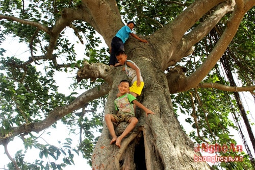 Cây đa thứ 4 có kích thước lớn nhất, thân ưỡn cong nên trẻ làng có thể nằm trên đó