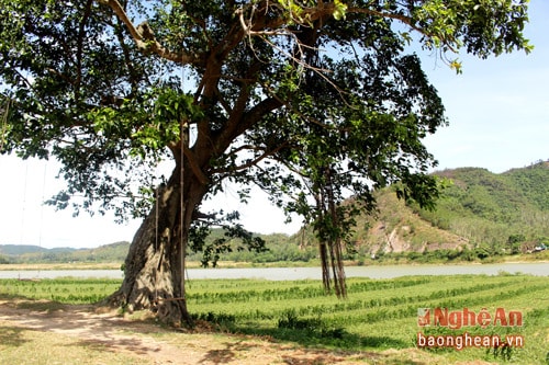 Dãy đa làng thân thương không chỉ là nơi lưu dấu kỷ niệm của bao thế hệ người Nam Tân mà còn góp phần làm nên nét duyên quê hiếm có ở Nam Đàn và cả xứ Nghệ