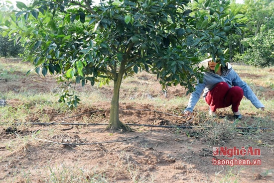 Ống dẫn nước được khoanh tròn xung quanh gốc, theo tán của cây cam mới hiệu quả.