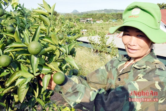 Bà Nguyễn Thị Hải yến cho biết, áp dụng công nghệ tưới nhỏ giọt cho cam, cây cam mới 2 năm rưỡi đã ra quả, bộ lá xanh tootsm cây phát triển khỏe.