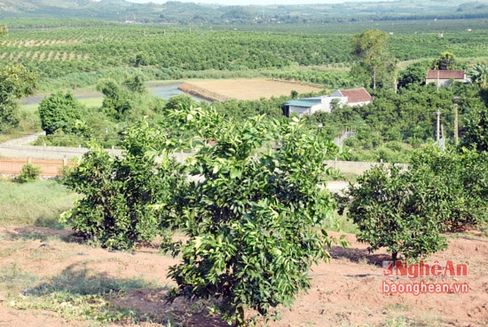 Xã Minh Hợp (Quỳ Hợp) hiện có 1.200 ha cam, trong đó người dân đã đầu tư lắp đặt hệ thống tưới nhỏ giọt cho khoảng 50 ha. Ông Nguyễn Văn Dũng - chủ tịch UBND xã cho biết: Những diện tích cam được tưới nhỏ giọt, năng suất tăng 30% so với những diện tích cam được tưới trực tiếp bằng vòi.