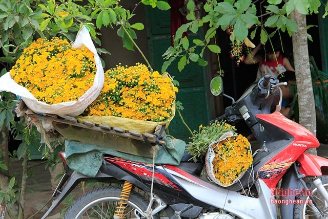 Những bó hoa chuẩn bị cho phiên chợ ngày rằm.