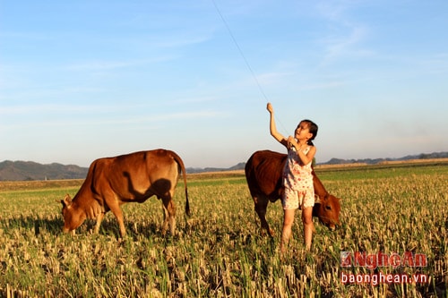 Đồng làng thường gắn với cánh diều tuổi thơ. Trên cánh đồng xã Xuân Tường.