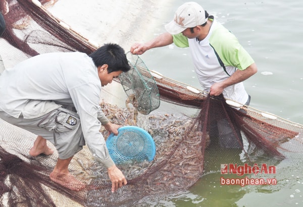 Farmers in Quynh Thanh commune (Quynh Luu) harvested shrimps.