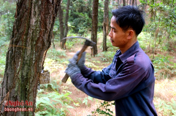 Trung bình mỗi ha thông cho hơn 2 tạ nhựa mỗi tháng