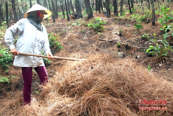 Ngoài khác nhựa, lá thông khô còn là nguyên liệu quan trọng cho bà con ở đây phủ đất trồng hành tăm.