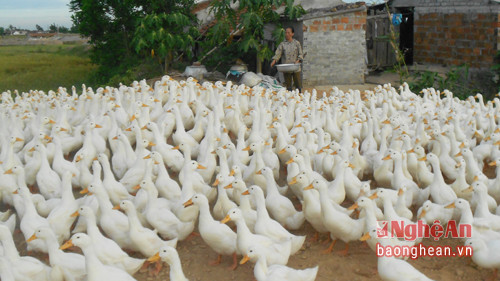 Trang trại của chị Nguyễn Thị Hành ở xóm 10 Nghi Hưng nuôi 10.000 con vịt đẻ và vịt thịt, cho thu nhập trên 200 triệu đồng một năm.   
