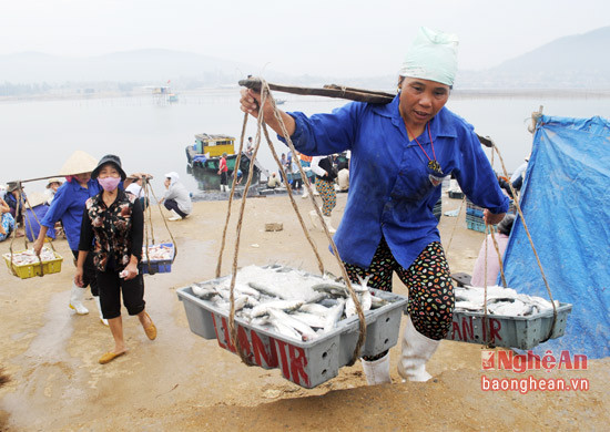 Thu mua hải sản tại lạch Cờn, phường Quỳnh Phương, Thị xã Hoàng Mai.