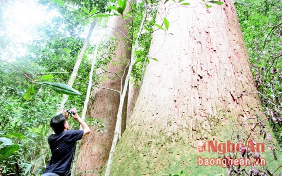 Tác nghiệp tại vùng rừng sa mu cổ thụ (biên giới Việt - Lào, thuộc Khu Bảo tồn thiên nhiên Pù Hoạt).