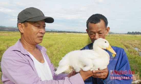 Vịt lớn nhanh khi được thả ăn trên đồng lúa sau gặt.