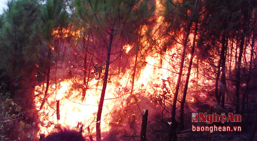 Vụ cháy  rừng ở thôn Sơn Hải xã Tiến Thủy, Quỳnh Lưu